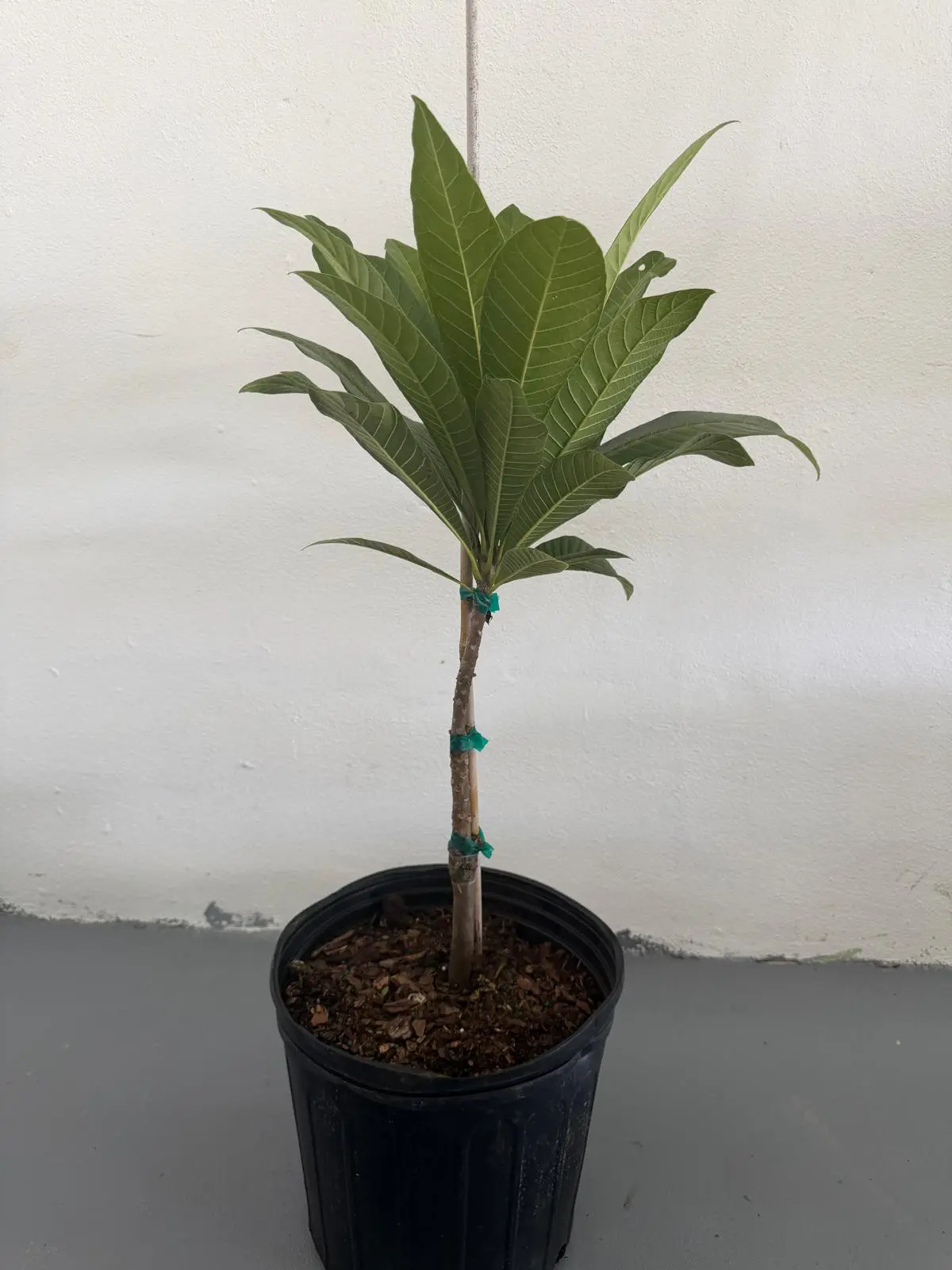 Mamey magańa grafter Frut tree 2-3 ft