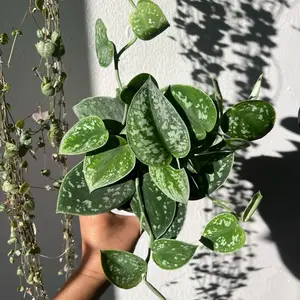 4” Satin Pothos