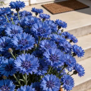 Bachelor’s Button Blue Flower Seeds – Easy to Grow | Home Grown