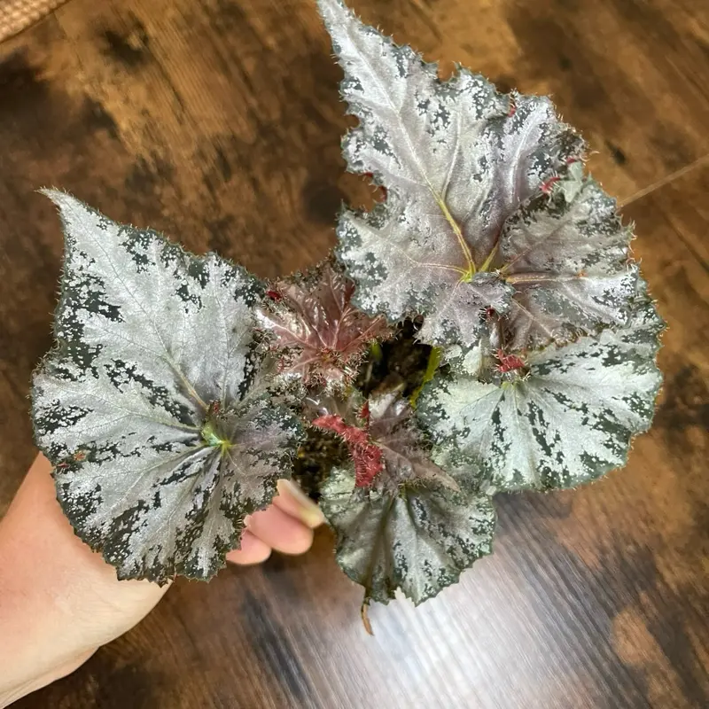 Begonia ‘Dejah Thoris’ | Established Rex Begonia | 4” Nursery Pot
