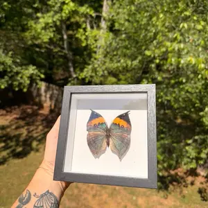 Decorative Butterfly Frame, Wall-Mounted Tabletop Display Frame for Home Office Decor