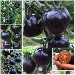 100pcs European Black Cherry Tomato Seeds - Heirloom Non-GMO Rich Flavor - Full Planting Guide Included for Home Gardens Perfect Gardening Gift