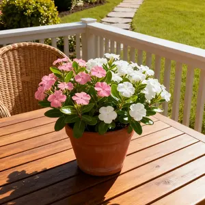 200 Periwinkle Seeds – Easy-Grow Vinca Flowers for Colorful Garden Beds & Pots (Seeds Only)