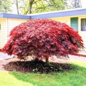 Red Dragon Japanese Maple Tree
