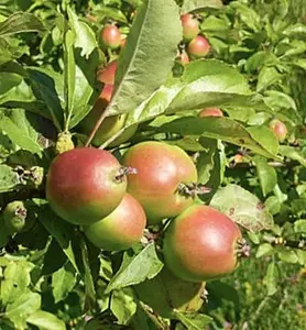 European French Crabapple Tree Seeds (Malus sylvestris) – 20 Non GMO Seeds, by Isla’s Garden Seeds, Hardy Cold-Climate Tree for Wildlife, Pollinator Gardens, Craft Cider & Homestead Planting
