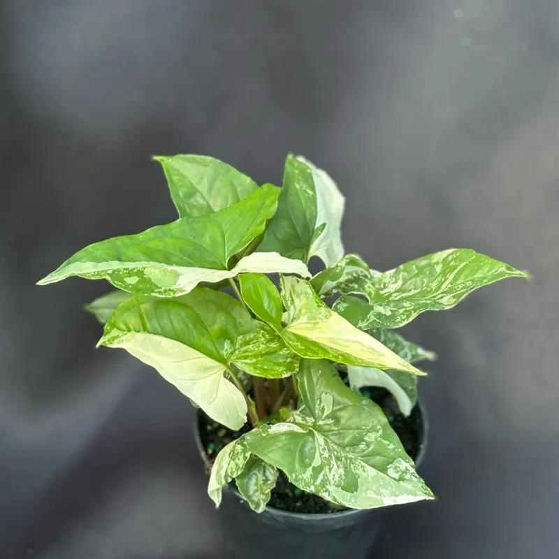 Syngonium Albo 4” pot