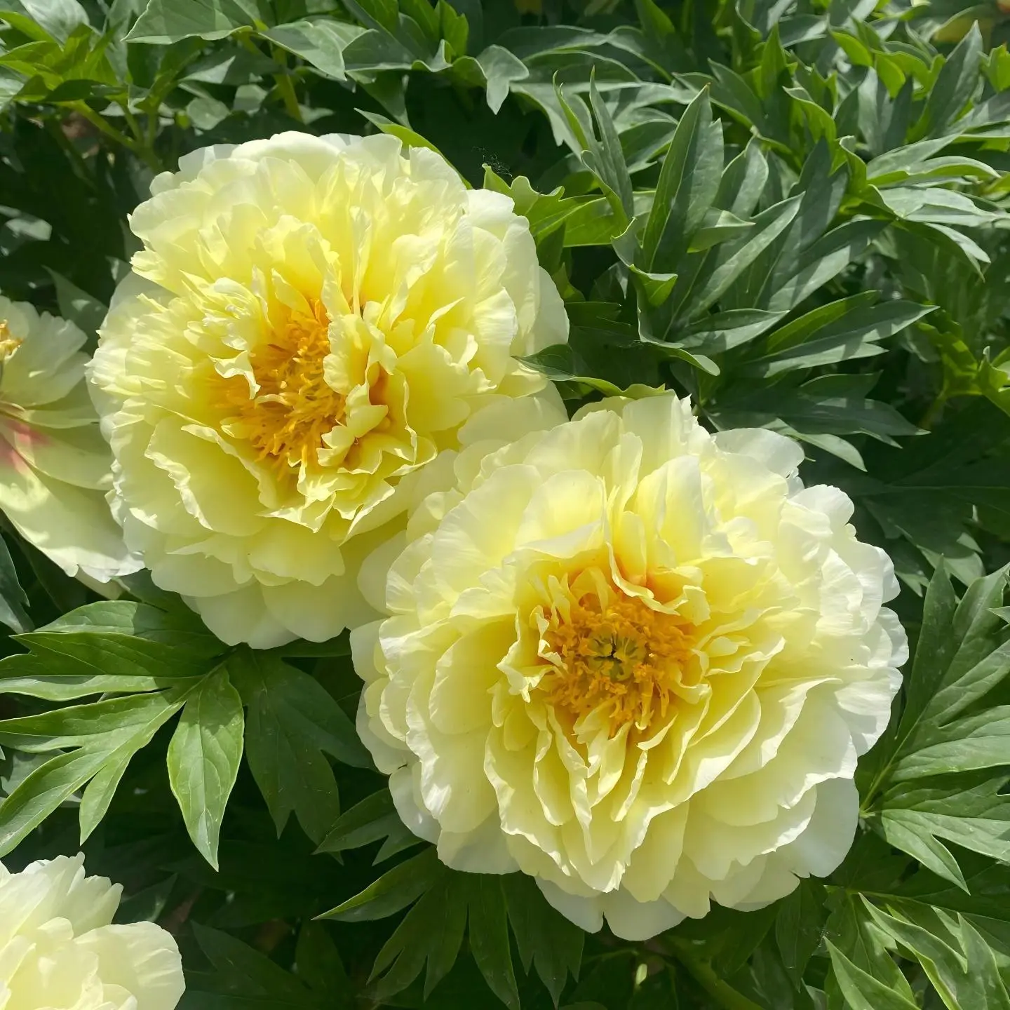 Peony Bulbs - Fragrant Perennial Flower Roots, Ornamental Easy-Growing Plants for Outdoor Home Garden Decoration