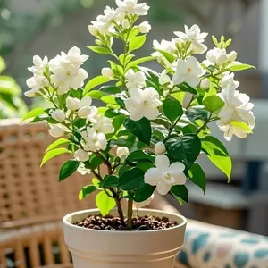 Jasmine seeds | Easy to grow, fragrant, long-lasting | Perfect gift for gardening enthusiasts and interior decorators