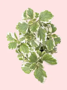4" Plectranthus coleoides 'Variegata' - Variegated Swedish Ivy - Pet Safe Houseplant - Pet Friendly Live Plant