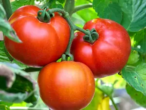 Lot of 3 BEEFSTEAK TOMATO LIVE PLANTS 6 to 10 inches 60+ Days Old
