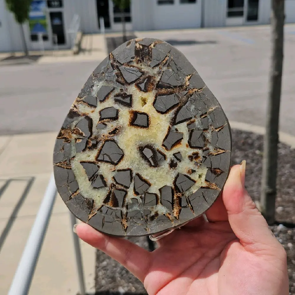 Septarian Slab - Septarian