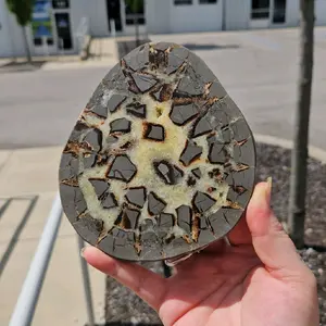 Septarian Slab - Septarian