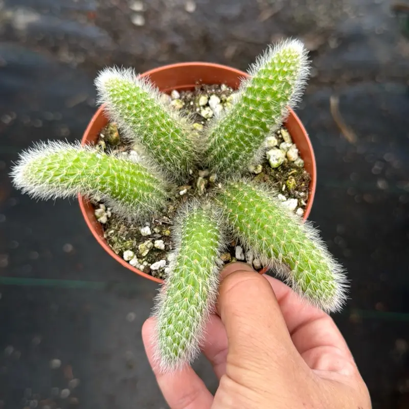 monkey tail cactus 4 inch pot plant