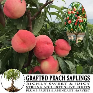Grafted Peach Saplings - Richly Sweet & Juicy with Strong Roots for Potted Plants - Easy Maintenance and Abundant Harvest