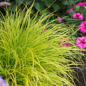 Lumen Gold Fountain Grass