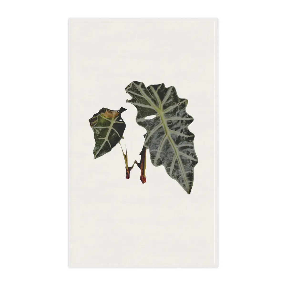 Amazonian Elephant Ear Print - Kitchen Towel