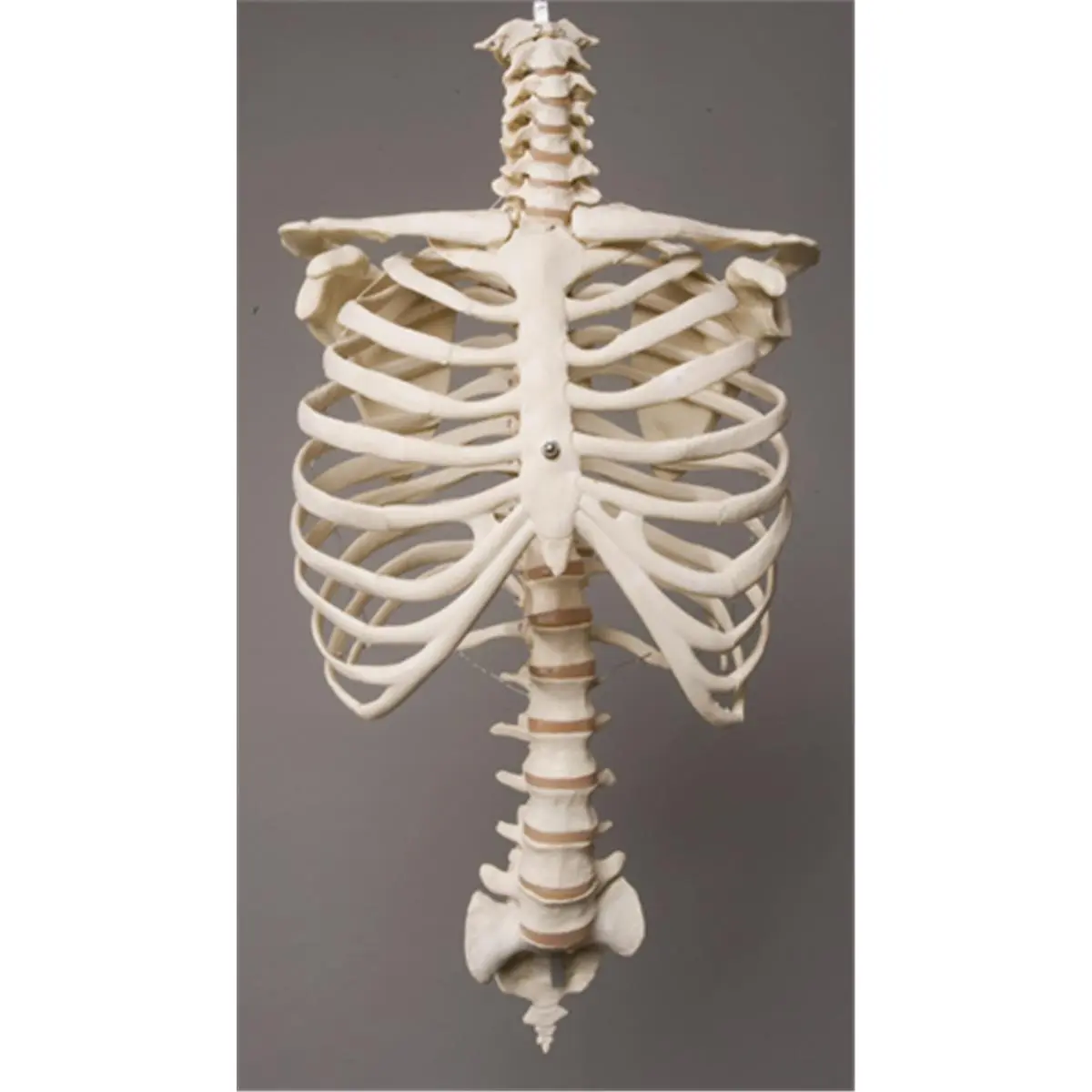 212 MAIN Small Animal Life-Size Plastic Skeleton Toy - 7.5 in. Deep, 10 in. Wide, 27 in. Long Rib Cage & Spine, Realistic Look Decorative Figurine, Shelf Decor (With Slight Imperfections), Figurines & Miniatures