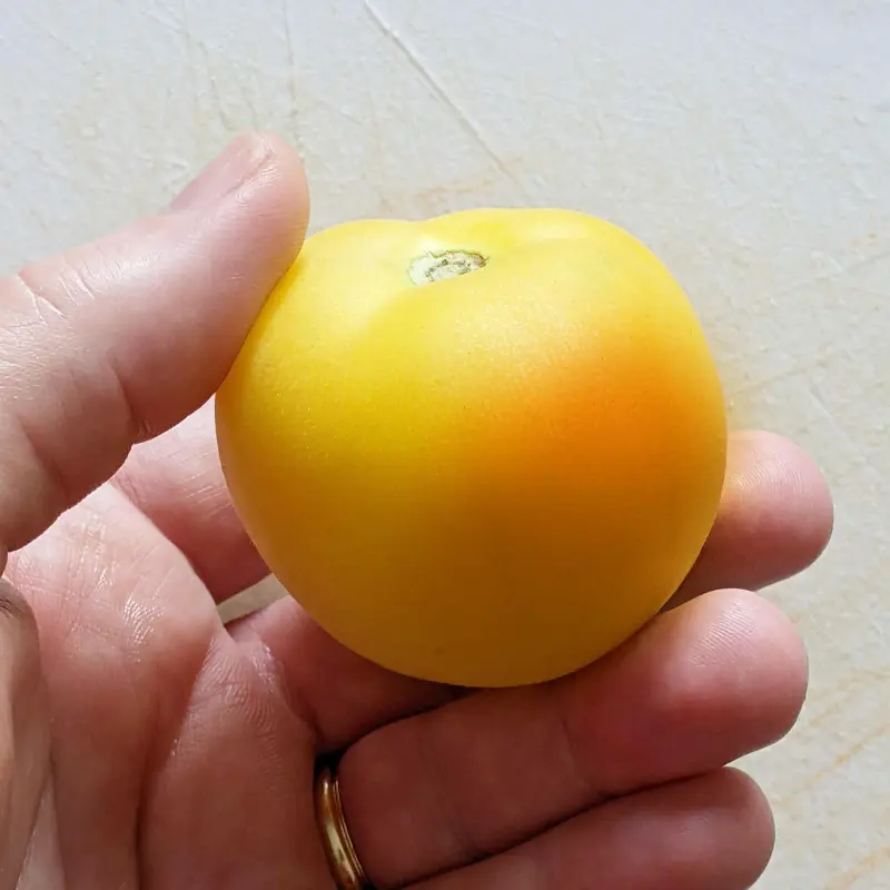 Garden Peach Tomato Seeds (Solanum lycopersicum) – Heirloom, Small Yellow-Pink Blushed Fruits with Soft Skin and Sweet, Fruity Flavor