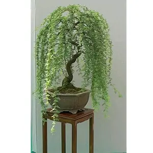 20pcs Lucky Money Willow Bonsai Tree - Thick Trunk