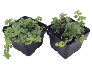 Large Leaf Baby Tears - Pilea depressa - 2 Plants 2" Pots