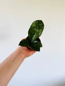 Hoya Crassipetiolata Splash - Rare Hoya - 3" Pot