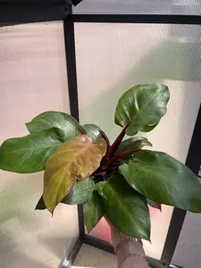 Philodendron 'McColley's Finale'
