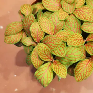 Fittonia Skeleton Plant Plug (Fittonia albivenis) – Bright Red Veins on Light Green Leaves, Great for Terrariums & Indoor Plant Displays