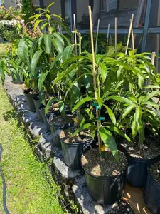 ICE CREAM DWARF Mango Tree