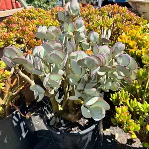 silver dollar jade crassula bare roots plant