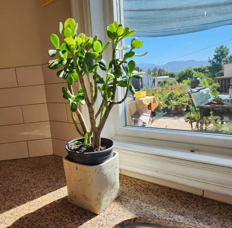 Big Jade Plant Crassula Ovata | Fortune Tree | Simple Indoor-Outdoor  Succulent | Eco-Friendly Bare Root Present - TikTok Shop