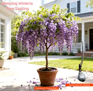 Heirloom Weeping Wisteria Tree Sapling – Live Purple Flowering Vine with Cascading Blooms for Pergola, Arch, Garden, or Pond Side – No Modified Traits