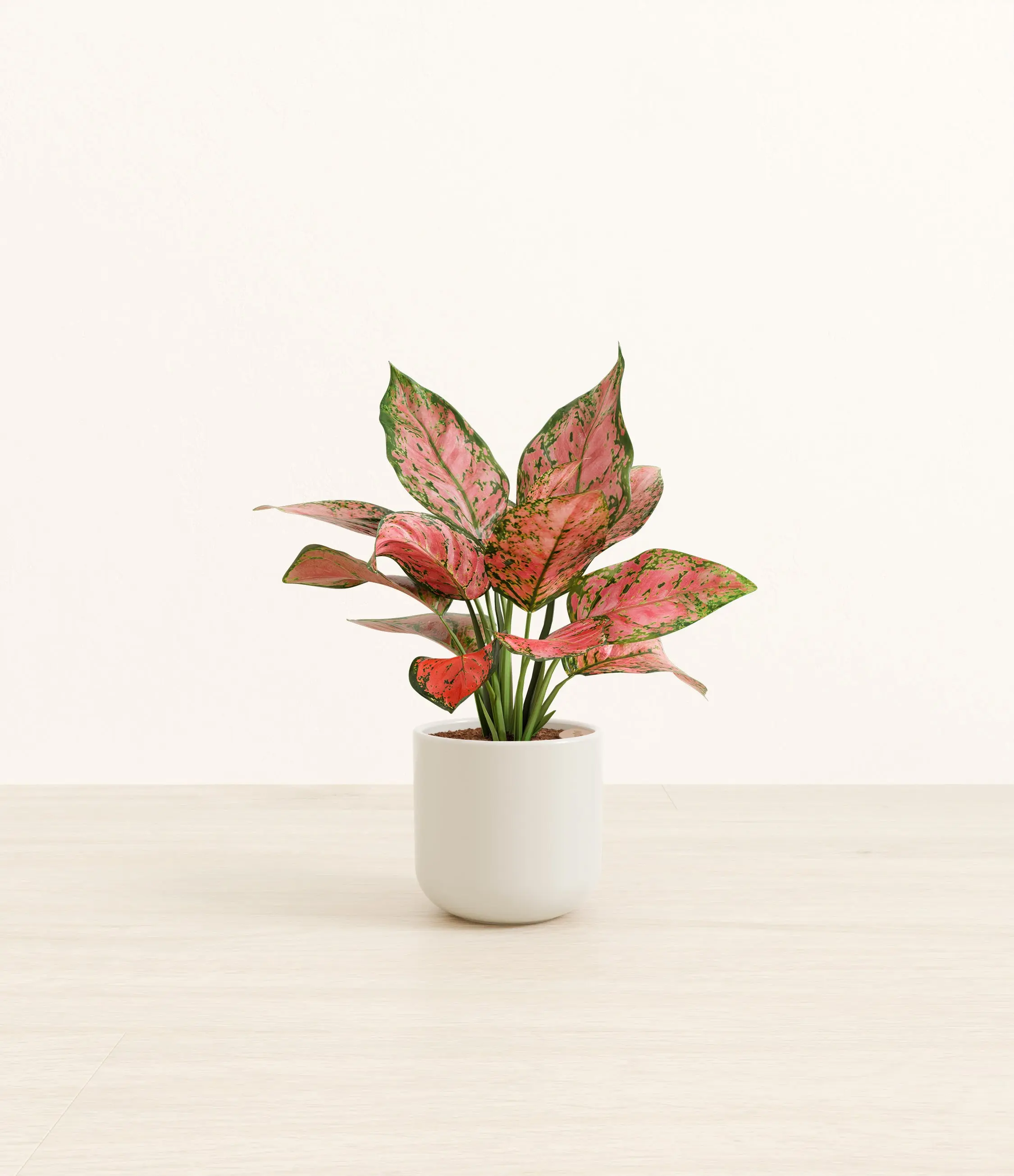 Aglaonema Beauty