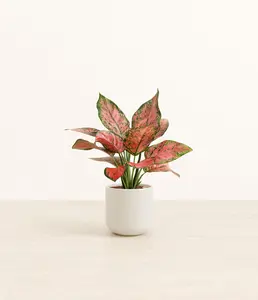 Aglaonema Beauty
