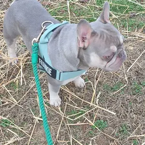 Dog Friendly Co. Harness - Easy to Fit No-Pull Design - Safe Secure and Comfortable - Ideal for All Dogs - Chafe-Resistant Lightweight Straps - Adjustable Straps for Perfect Fit