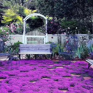 1000+ Magic Purple Creeping Thyme Seeds for Planting Ground Cover Plants Heirloom Flowers Perennial Thyme Non-GMO Thymus Serpyllum Seed