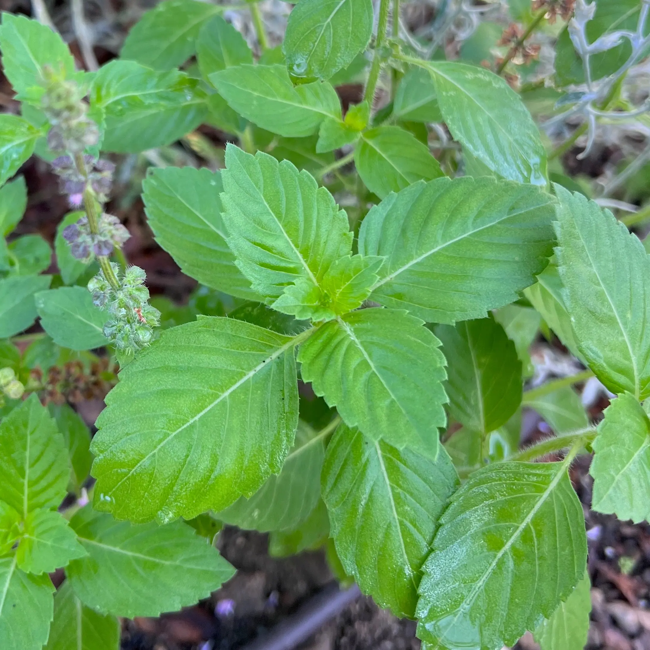 Kapoor Tulsi / Holy Basil