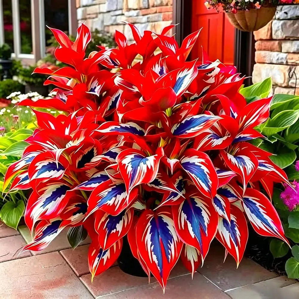 Red Foliage Hosta Seeds Mixed Color Perennial Shade Plants Unique Leaf Patterns For Garden Borders Ground Cover Containers And Outdoor Landscaping