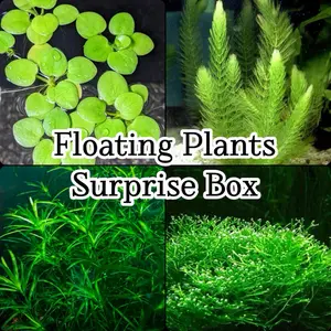Floating Plants Surprise Box