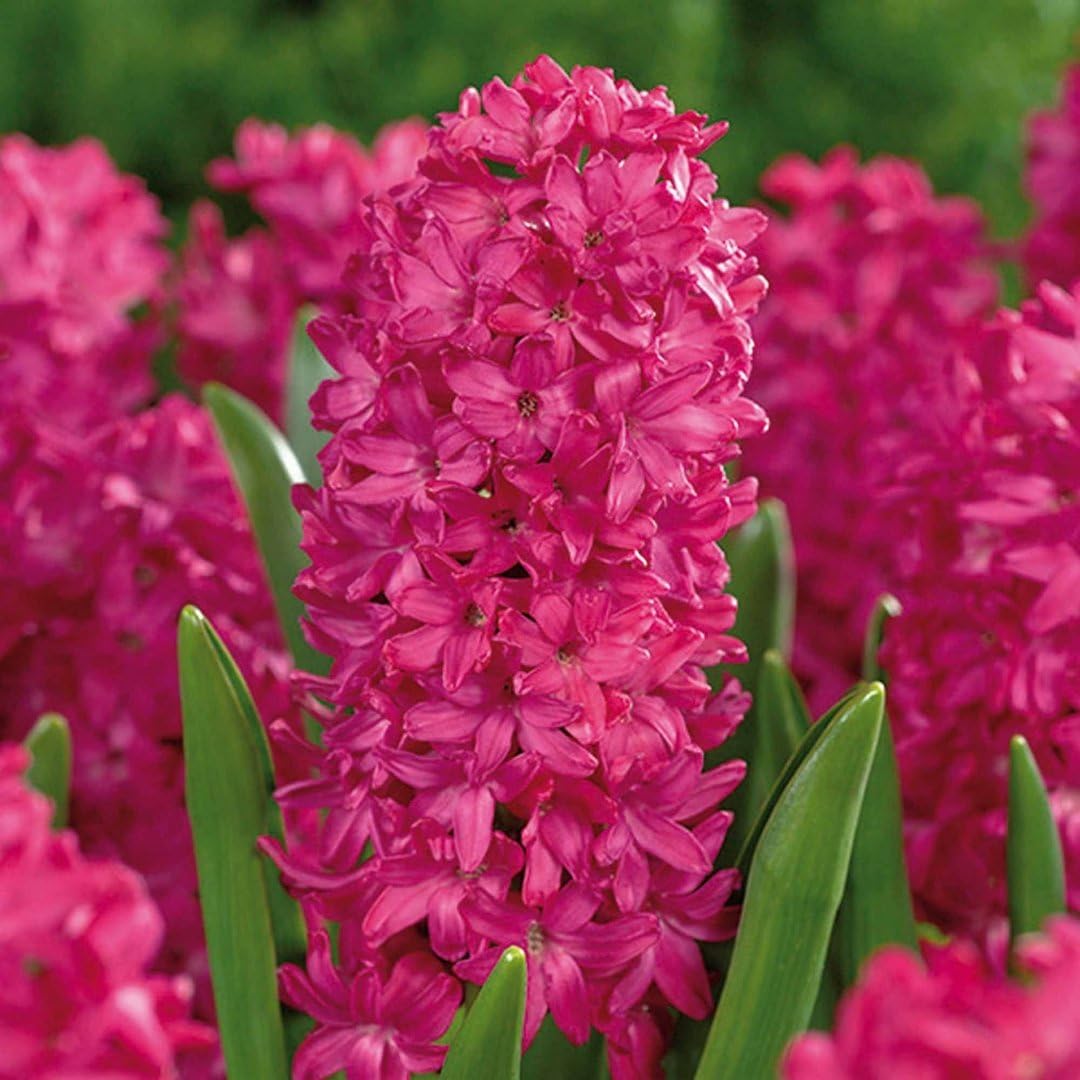 Hyacinth Seeds – Stunning Fragrant Hyacinth Flowers, Beginner-Friendly & Non-GMO, Easy to Grow for Garden, Pots, Indoor & Outdoor, Colorful Spring Blooming Ornamental Flower, Perfect Gift for Garden Lovers Hyacinth Seeds – Stunning Fragrant Hyacinth Flowers, Beginner-Friendly & Non-GMO, Easy to Grow for Garden, Pots, Indoor & Outdoor, Colorful Spring Blooming Ornamental Flower, Perfect Gift for Garden Lovers