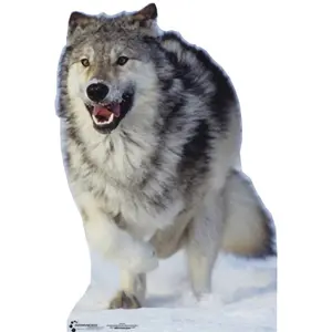 Life-size Wolf Cardboard Cutout