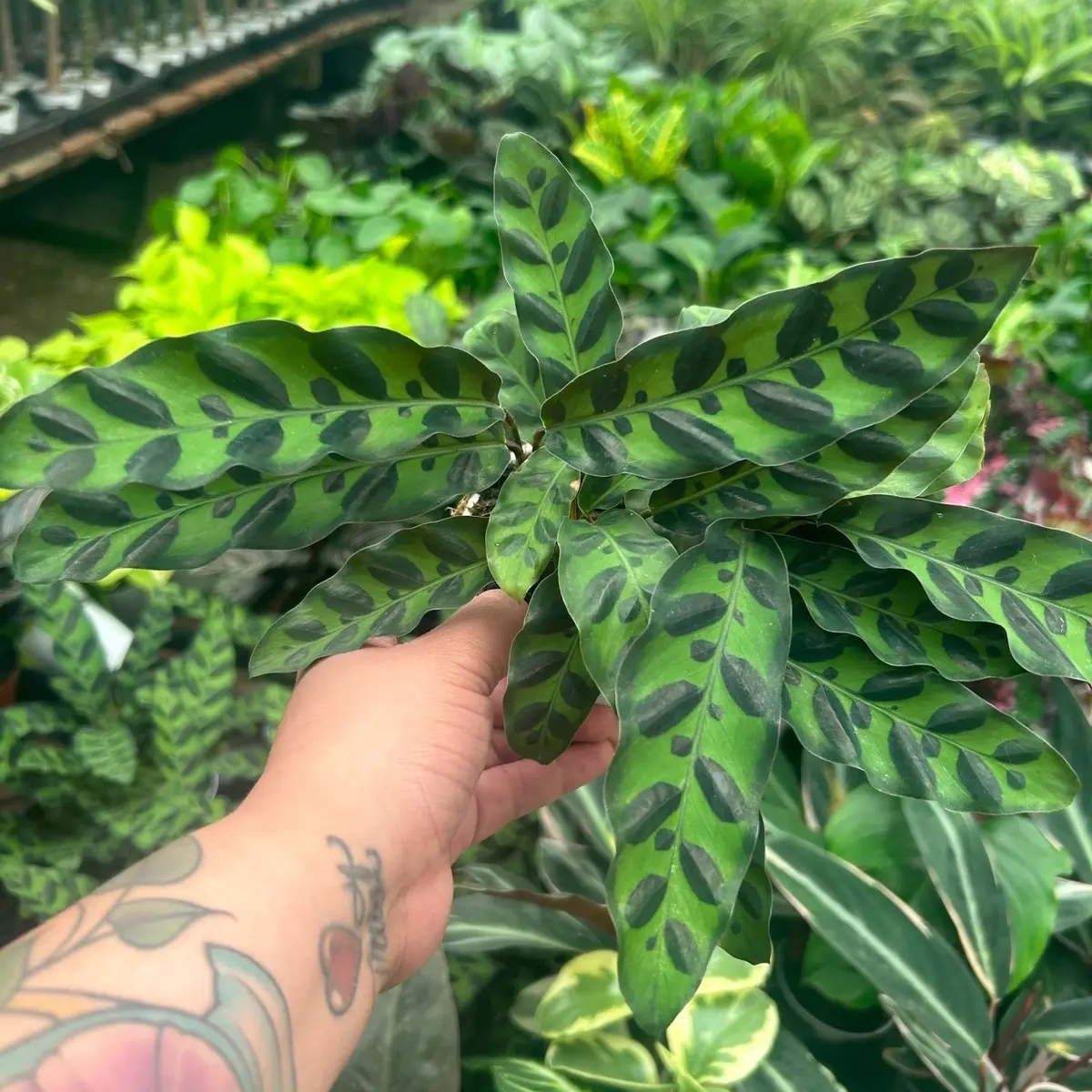 4” Rattlesnake calathea plant  "Pet friendly"