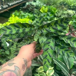 4” Rattlesnake calathea plant  "Pet friendly"