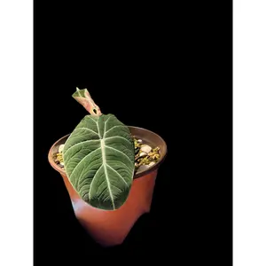 Alocasia Black Velvet - Indoor Plant for Home Care