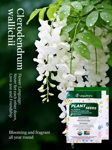 Bridal Veil Jasmine Seeds for Home Gardening – Easy-to-Grow, Beginner Friendly Flower Seeds for Backyard, Patio, Balcony, or Container Planting – Fragrant White Flowers