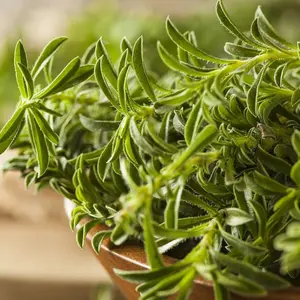 TomorrowSeeds - Summer Savory Seeds -  Non GMO Herbs de Provence Vegetable USA Canadian Plant Leaf Herb Garden Thyme Seed 2024