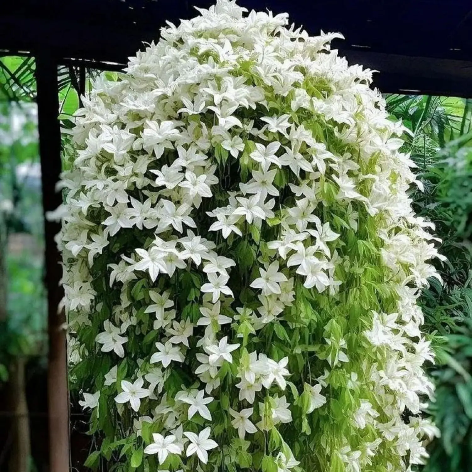 50 pcs Climbing Jasmine Flower Seeds Fragrant Plant Four Seasons Evergreen 50 pcs Climbing Jasmine Flower Seeds Fragrant Plant Four Seasons Evergreen