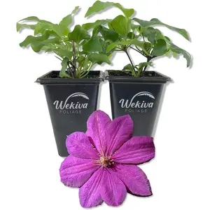 Clematis Perrins Pride - Live Starter Plants in 2 Inch Growers Pots - Starter Plants Ready for The Garden - Rare Clematis for Collectors (4 Plants)