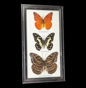 Three Riker Mounted Butterflies