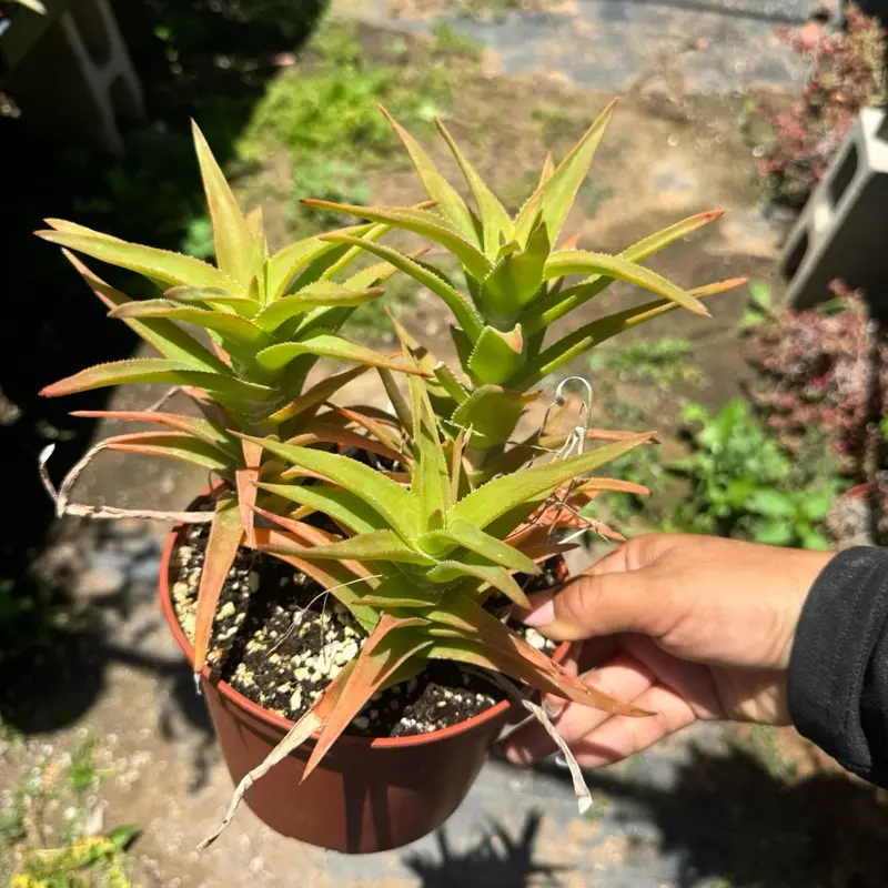 Aloe Ciliaris climbing aloe plant 6 inch pot Aloe Ciliaris climbing aloe plant 6 inch pot