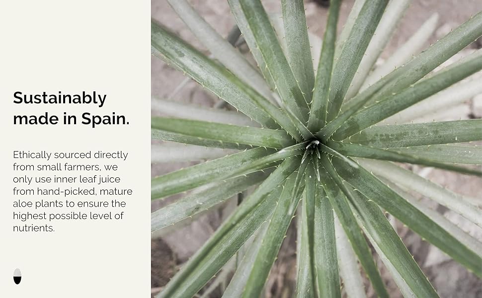 100% Organic Aloe Vera Juice 8.5 fl oz - Supports Immunity & Gut Health - Straight from Farm in Spain - Undiluted - No Added Sugar or Artificial Preservatives - Non-GMO - Recyclable Glass Bottle 100% Organic Aloe Vera Juice 8.5 fl oz - Supports Immunity & Gut Health - Straight from Farm in Spain - Undiluted - No Added Sugar or Artificial Preservatives - Non-GMO - Recyclable Glass Bottle